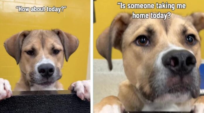 Shelter Dog Hears Day After Day That Nobody’s Taking Him Home & Still Never Loses Hope Shelter Dog Hears Day After Day That Nobody’s Taking Him Home & Still Never Loses Hope