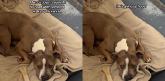 Shelter Dog Struggling To Stay Hopeful in a Kennel, Deserves a Forever Home Shelter Dog Struggling To Stay Hopeful in a Kennel, Deserves a Forever Home