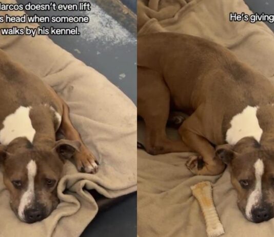 Shelter Dog Struggling To Stay Hopeful in a Kennel, Deserves a Forever Home Shelter Dog Struggling To Stay Hopeful in a Kennel, Deserves a Forever Home