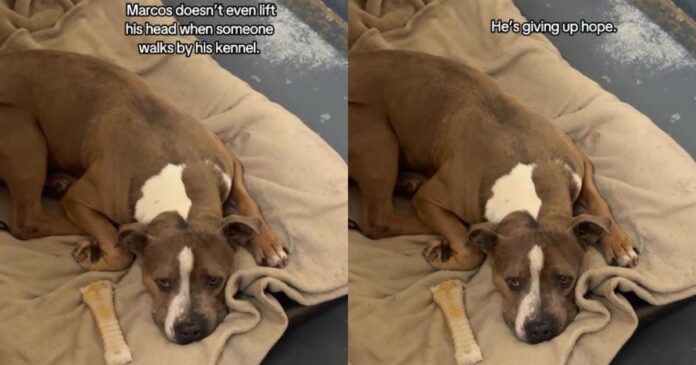 Shelter Dog Struggling To Stay Hopeful in a Kennel, Deserves a Forever Home