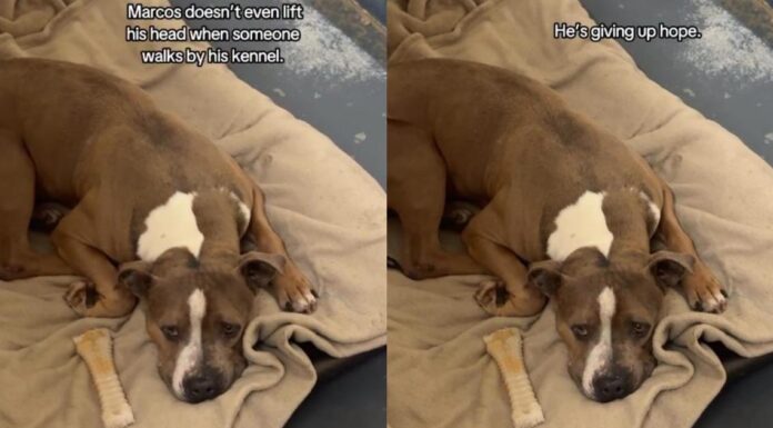 Shelter Dog Struggling To Stay Hopeful in a Kennel, Deserves a Forever Home Shelter Dog Struggling To Stay Hopeful in a Kennel, Deserves a Forever Home