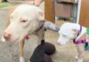 Shelter Dog With ‘No Adoption Interests’ Finds a New Foster Friend Shelter Dog With ‘No Adoption Interests’ Finds a New Foster Friend