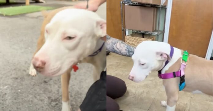 Shelter-Dog-With-‘No-Adoption-Interests-Finds-a-New-Foster.jpg Shelter Dog With ‘No Adoption Interests’ Finds a New Foster Friend