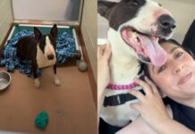 Shelter Dog’s Fun Day Out Gets the Best Possible Ending Ever Shelter Dog’s Fun Day Out Gets the Best Possible Ending Ever