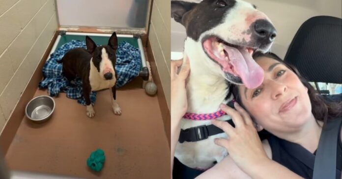 Shelter Dog’s Fun Day Out Gets the Best Possible Ending Ever