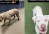 Shelter Dog’s Transformation From Intake Day to Now Proves Little Love & Care Can Go a Long Way Shelter Dog’s Transformation From Intake Day to Now Proves Little Love & Care Can Go a Long Way