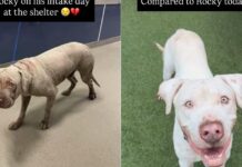 Shelter Dog’s Transformation From Intake Day to Now Proves Little Love & Care Can Go a Long Way Shelter Dog’s Transformation From Intake Day to Now Proves Little Love & Care Can Go a Long Way