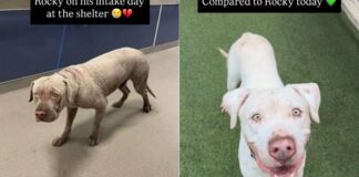 Shelter Dog’s Transformation From Intake Day to Now Proves Little Love & Care Can Go a Long Way