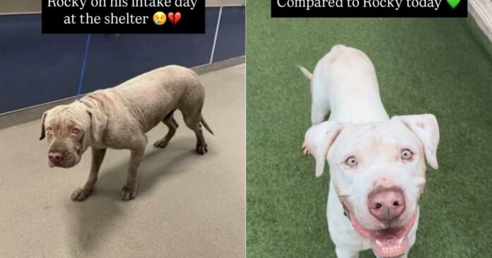 Shelter Dog’s Transformation From Intake Day to Now Proves Little Love & Care Can Go a Long Way