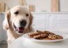 Symptoms of Dog Poisoning – Whole Dog Journal Symptoms of Dog Poisoning - Whole Dog Journal