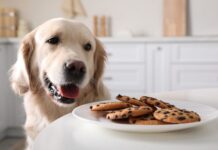 Symptoms of Dog Poisoning – Whole Dog Journal Symptoms of Dog Poisoning - Whole Dog Journal