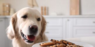 Symptoms of Dog Poisoning – Whole Dog Journal Symptoms of Dog Poisoning - Whole Dog Journal