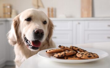 Symptoms of Dog Poisoning – Whole Dog Journal Symptoms of Dog Poisoning - Whole Dog Journal