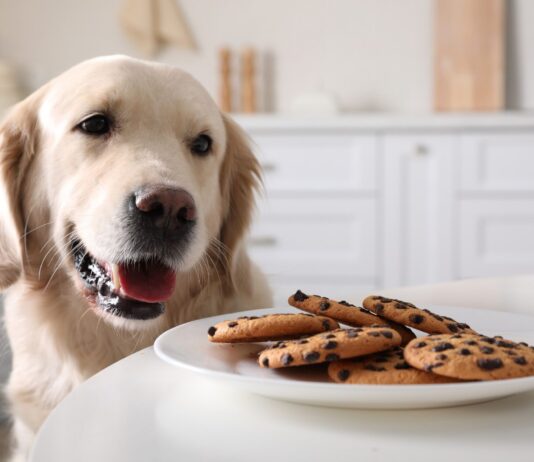 Symptoms of Dog Poisoning – Whole Dog Journal Symptoms of Dog Poisoning - Whole Dog Journal