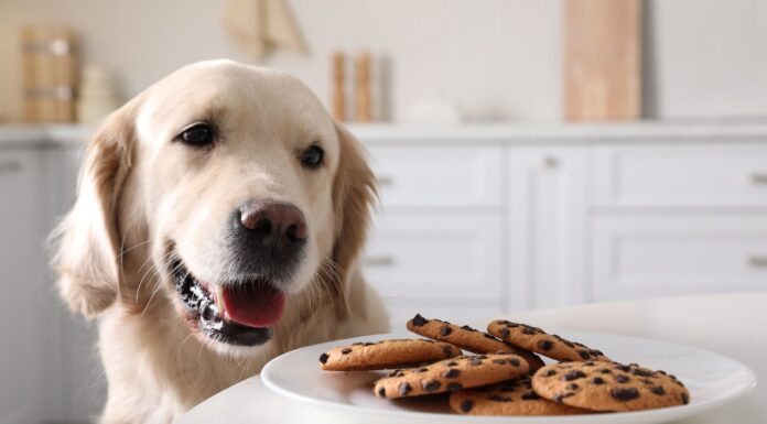 Symptoms of Dog Poisoning – Whole Dog Journal Symptoms of Dog Poisoning - Whole Dog Journal