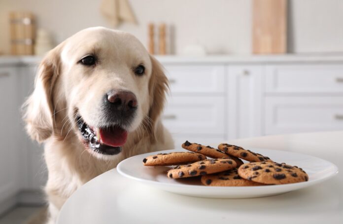 Symptoms of Dog Poisoning - Whole Dog Journal