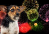 The 4th of July – Dog Dependence Day – A Survival Guide The 4th of July - Dog Dependence Day - A Survival Guide