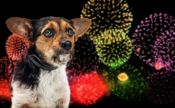 The 4th of July – Dog Dependence Day – A Survival Guide The 4th of July - Dog Dependence Day - A Survival Guide