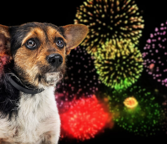 The 4th of July – Dog Dependence Day – A Survival Guide The 4th of July - Dog Dependence Day - A Survival Guide