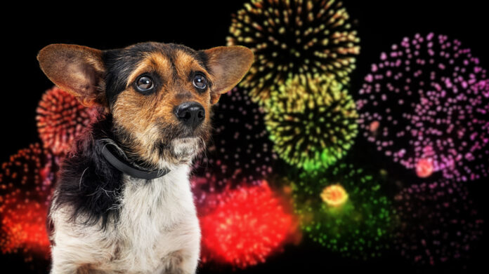 The 4th of July - Dog Dependence Day - A Survival Guide