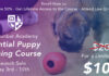 The Essential Puppy Training Course is HERE! The Essential Puppy Training Course is HERE!