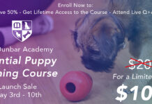 The Essential Puppy Training Course is HERE! The Essential Puppy Training Course is HERE!