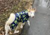 The Organization Helping Pets Feel Safer, Happier, and ‘Fear Free’ – Heroes of the Pet World The Organization Helping Pets Feel Safer, Happier, and ‘Fear Free’ – Heroes of the Pet World