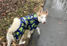 The Organization Helping Pets Feel Safer, Happier, and ‘Fear Free’ – Heroes of the Pet World The Organization Helping Pets Feel Safer, Happier, and ‘Fear Free’ – Heroes of the Pet World