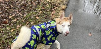 The Organization Helping Pets Feel Safer, Happier, and ‘Fear Free’ – Heroes of the Pet World