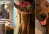 These Dogs Went Mud Wrestling & Came Back Completely Unrecognizable These Dogs Went Mud Wrestling & Came Back Completely Unrecognizable