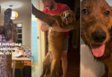 These Dogs Went Mud Wrestling & Came Back Completely Unrecognizable These Dogs Went Mud Wrestling & Came Back Completely Unrecognizable