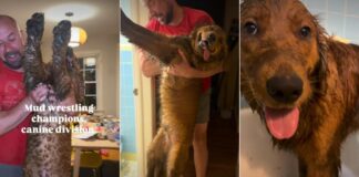 These Dogs Went Mud Wrestling & Came Back Completely Unrecognizable