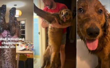 These Dogs Went Mud Wrestling & Came Back Completely Unrecognizable These Dogs Went Mud Wrestling & Came Back Completely Unrecognizable