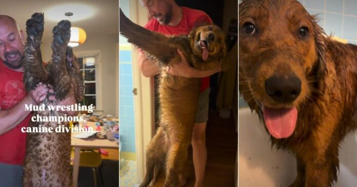 These Dogs Went Mud Wrestling & Came Back Completely Unrecognizable