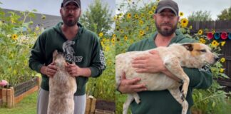 This Clever Dog Wanted To Smell the Flowers Without Getting Her Paws Wet