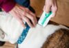 Top Effective Flea Control Options for Multi-Dog Households: Strategies for Pet Owners Top Effective Flea Control Options for Multi-Dog Households: Strategies for Pet Owners