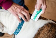 Top Effective Flea Control Options for Multi-Dog Households: Strategies for Pet Owners Top Effective Flea Control Options for Multi-Dog Households: Strategies for Pet Owners