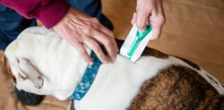 Top Effective Flea Control Options for Multi-Dog Households: Strategies for Pet Owners Top Effective Flea Control Options for Multi-Dog Households: Strategies for Pet Owners