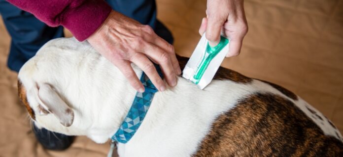 Top-Effective-Flea-Control-Options-for-Multi-Dog-Households-Strategies-for.jpg Top Effective Flea Control Options for Multi-Dog Households: Strategies for Pet Owners