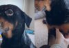 Tripod Rescue Dog Doesn’t Need All Four Paws To Prove He’s Talented Tripod Rescue Dog Doesn’t Need All Four Paws To Prove He’s Talented