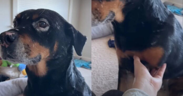Tripod-Rescue-Dog-Doesnt-Need-All-Four-Paws-To-Prove.jpg Tripod Rescue Dog Doesn’t Need All Four Paws To Prove He’s Talented