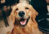 What to Consider When Getting a New Pet What to Consider When Getting a New Pet