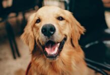 What to Consider When Getting a New Pet What to Consider When Getting a New Pet