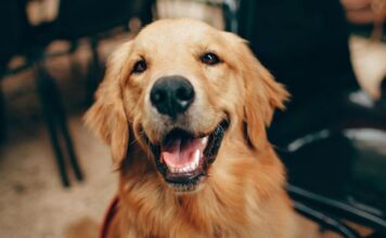 What to Consider When Getting a New Pet What to Consider When Getting a New Pet