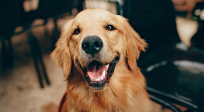 What to Consider When Getting a New Pet What to Consider When Getting a New Pet