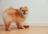Why Some Dogs Treat Mealtime Like Playtime – And When to Pay Attention Why Some Dogs Treat Mealtime Like Playtime – And When to Pay Attention