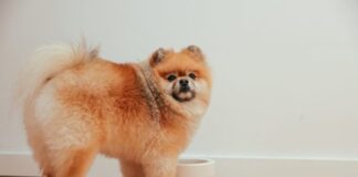Why Some Dogs Treat Mealtime Like Playtime – And When to Pay Attention
