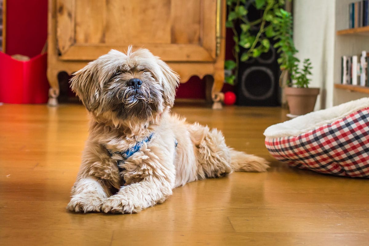 Havanese contentedly following a peaceful and familiar daily schedule