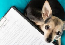 Guide for New Pet Owners — How Much Is Dog Insurance? Guide for New Pet Owners — How Much Is Dog Insurance?