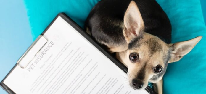 Guide for New Pet Owners — How Much Is Dog Insurance?